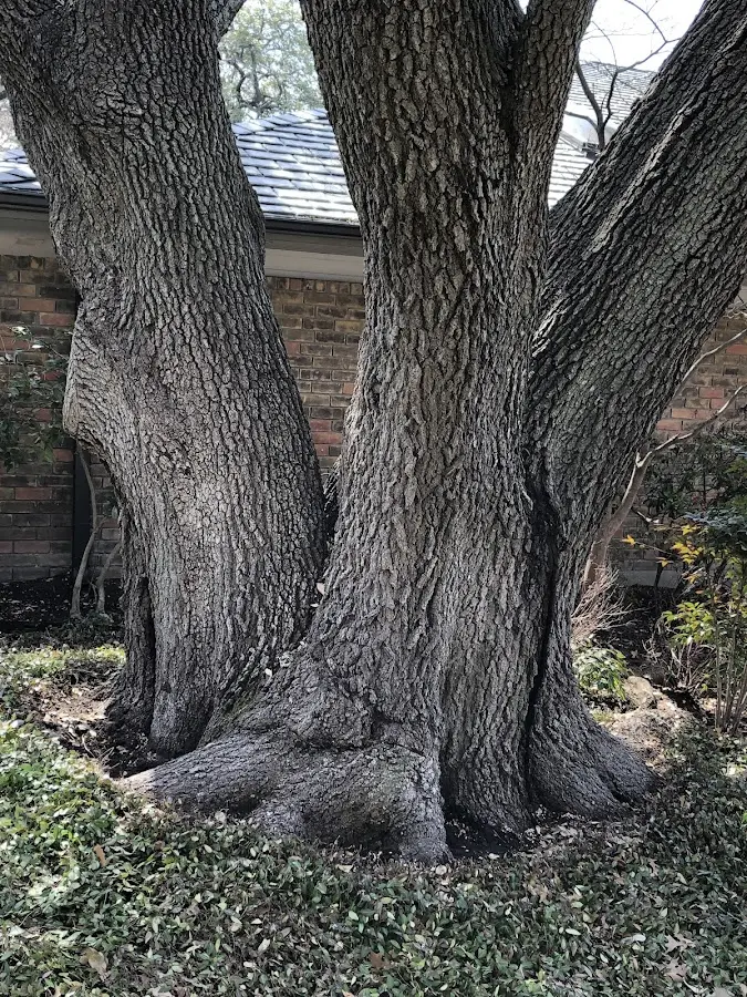 Mature heritage tree close to a Palmer property cared for by certified arborists